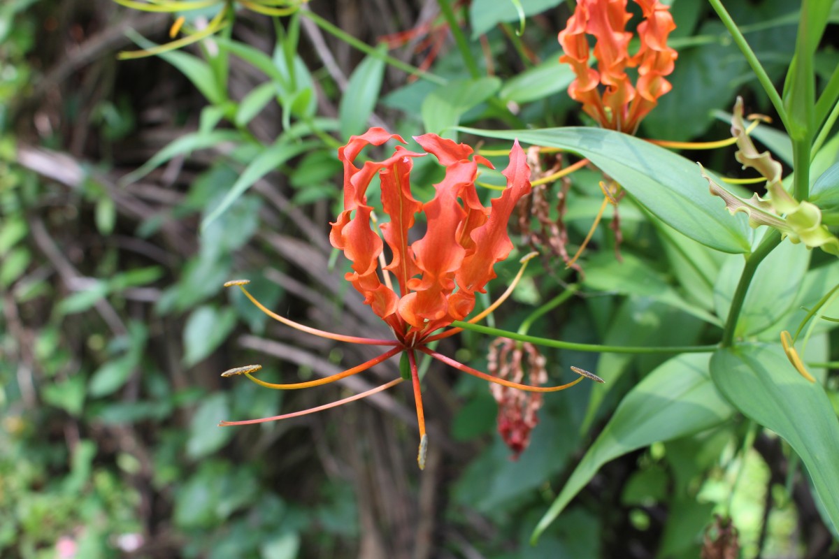 Gloriosa superba L.